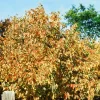 American Hazelnut Tree Plants - Set of 2, 12-16 Inches Tall, 1-2 Year Old, Outdoor - Image 1