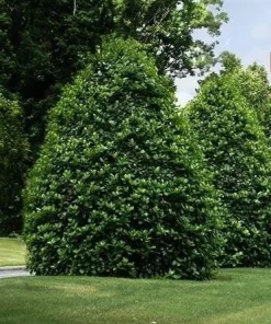 American Holly Greenleaf Live Plant (Ilex opaca) 6-12" Tall in 3.5" Pot - Outdoor Evergreen Privacy Tree - Image 2