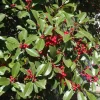 American Holly Greenleaf Live Plant (Ilex opaca) 6-12" Tall in 3.5" Pot - Outdoor Evergreen Privacy Tree - Image 1