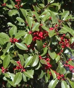 American Holly Greenleaf Live Plant (Ilex opaca) 6-12" Tall in 3.5" Pot - Outdoor Evergreen Privacy Tree - Image 1
