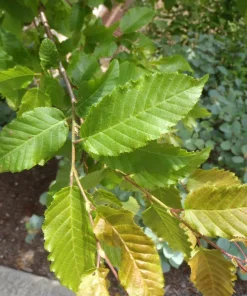 American Hornbeam Live Tree (Carpinus caroliniana) - Native Shade Tree, 36-42" Tall, 1 Gallon Pot, Outdoor - Image 2