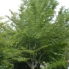American Hornbeam Live Tree (Carpinus caroliniana) - Native Shade Tree, 36-42" Tall, 1 Gallon Pot, Outdoor - Image 1