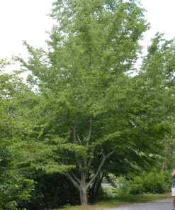 American Hornbeam Live Tree (Carpinus caroliniana) - Native Shade Tree, 36-42" Tall, 1 Gallon Pot, Outdoor - Image 1