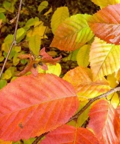 American Hornbeam Live Tree (Carpinus caroliniana) - Native Shade Tree, 36-42