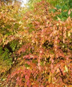 American Hornbeam Live Tree (Carpinus caroliniana) - Native Shade Tree, 36-42