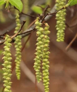 American Hornbeam Live Tree (Carpinus caroliniana) - Native Shade Tree, 36-42
