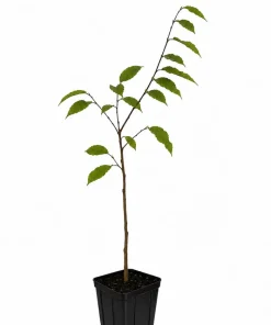 American Hornbeam Tree - 10-16" Tall Live Plant - Quart Pot - Outdoor - Image 2