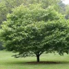 American Hornbeam Tree - 10-16" Tall Live Plant - Quart Pot - Outdoor - Image 1