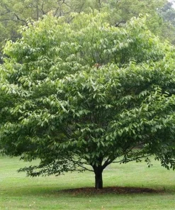 American Hornbeam Tree - 10-16" Tall Live Plant - Quart Pot - Outdoor - Image 1