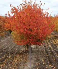 American Hornbeam Tree - 10-16