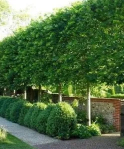 American Hornbeam Tree - 10-16