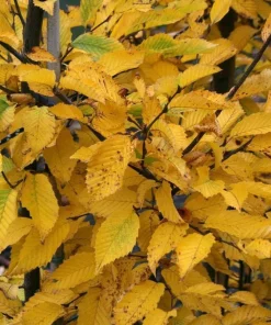 American Hornbeam Tree - 10-16