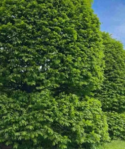American Hornbeam Tree - 10-16