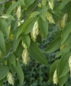 American Hornbeam Tree - 10-16