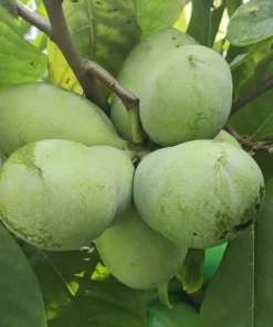 American Paw Paw Tree Live Plant (Asimina triloba) - 6-14 Inches Tall, Quart Pot - Image 5