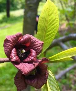 American Paw Paw Tree Live Plant (Asimina triloba) - 6-14 Inches Tall, Quart Pot - Image 6