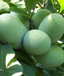 American Paw Paw Tree Live Plant (Asimina triloba) - 6-14 Inches Tall, Quart Pot - Image 7