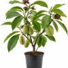 American Paw Paw Tree Live Plant (Asimina triloba) - 6-14 Inches Tall, Quart Pot - Image 1