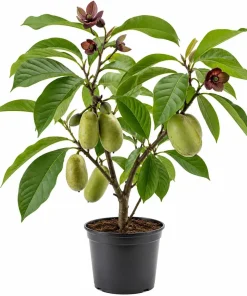 American Paw Paw Tree Live Plant (Asimina triloba) - 6-14 Inches Tall, Quart Pot - Image 1