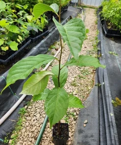 American Persimmon Tree - 8-16" Tall Live Plant - Quart Pot - Cold Hardy Fruit Seedling - Image 2