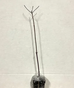 American Persimmon Tree - 8-16
