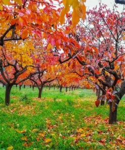 American Persimmon Tree - 8-16