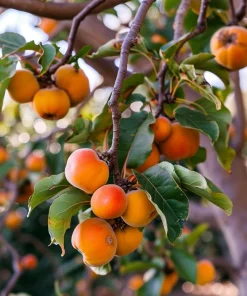 American Persimmon Tree - 8-16