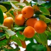 American Persimmon Tree - 8-16" Tall Live Plant - Quart Pot - Cold Hardy Fruit Seedling - Image 1