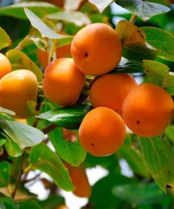 American Persimmon Tree - 8-16" Tall Live Plant - Quart Pot - Cold Hardy Fruit Seedling - Image 1