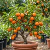 American Persimmon Tree Live Plant – 7-14" Tall – Hardy Winter Plum – Quart Pot - Image 1