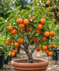 American Persimmon Tree Live Plant – 7-14" Tall – Hardy Winter Plum – Quart Pot - Image 1