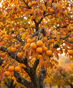 American Persimmon Tree Live Plant – 7-14" Tall – Hardy Winter Plum – Quart Pot - Image 2