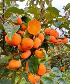 American Persimmon Tree Live Plant – 7-14