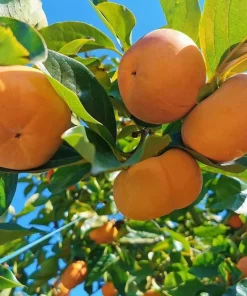 American Persimmon Tree Live Plant – 7-14