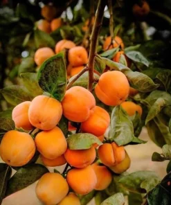 American Persimmon Tree Live Plant – 7-14