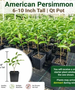 American Persimmon Tree Live Plant – 7-14