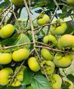 American Persimmon Tree Live Plant – 7-14