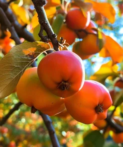 American Persimmon Tree Live Plant - Cold Hardy 18-24