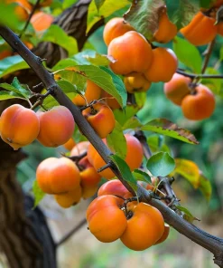 American Persimmon Tree Live Plant - Cold Hardy 18-24