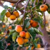 American Persimmon Tree Live Plant - Cold Hardy 18-24" Bareroot Fruit Tree - Image 1