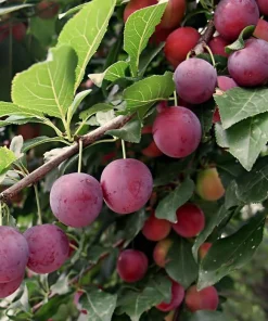 American Plum Tree Live Plant - 6-12