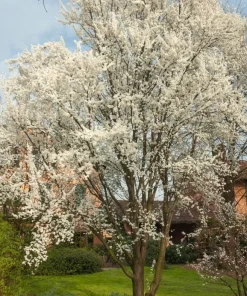 American Plum Tree Live Plant - 6-12