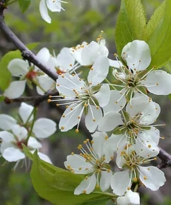 American Plum Tree Live Plant - 6-12
