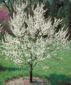 American Plum Tree Live Plant - 6-12