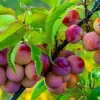 American Plum Tree Live Plant - 6-12" Tall Wild Plum Shrub - Edible Fruit Bush, Prunus americana - Image 1