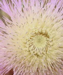 American Rose Flower Seeds - Centaurea Americana - Pink - 25 Seeds - Image 3