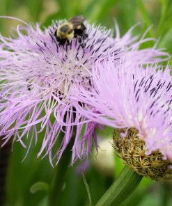 American Rose Flower Seeds - Centaurea Americana - Pink - 25 Seeds - Image 4