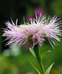 American Rose Flower Seeds - Centaurea Americana - Pink - 25 Seeds - Image 5