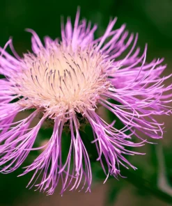 American Rose Flower Seeds - Centaurea Americana - Pink - 25 Seeds - Image 6