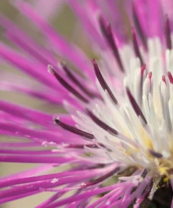 American Rose Flower Seeds - Centaurea Americana - Pink - 25 Seeds - Image 7